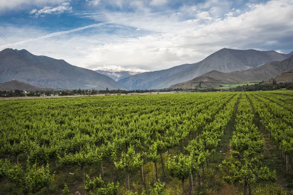 春天的葡萄园，Elqui 谷，安第斯山脉，智利阿塔卡马 — 图库照片