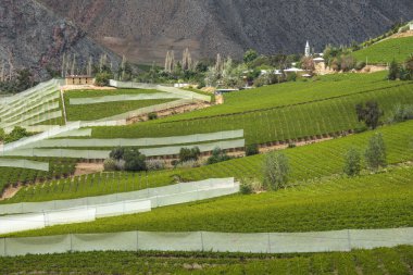Bahar bağ. Elqui Valley, Andes, Şili