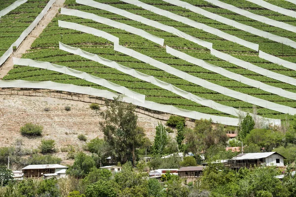 Frühjahrsweinberg in der Region Coquimbo, Chile — Stockfoto