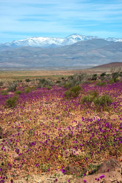チリの花の砂漠｜アタカマ — ストック写真
