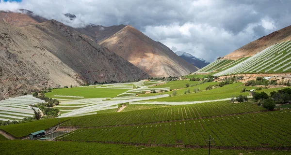 Spring Vineyard in the Coquimbo region, Chile — Stock Image Spring Vineyard in the Coquimbo region, Chile Stock Image