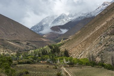 Üzüm bağları Elqui vadi, Andes, Coquimbo bölgesi, Şili
