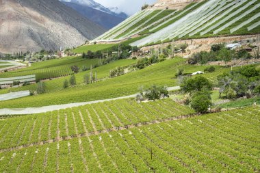 Vineyards of the Elqui Valley, Andes,  Coquimbo region, Chile clipart