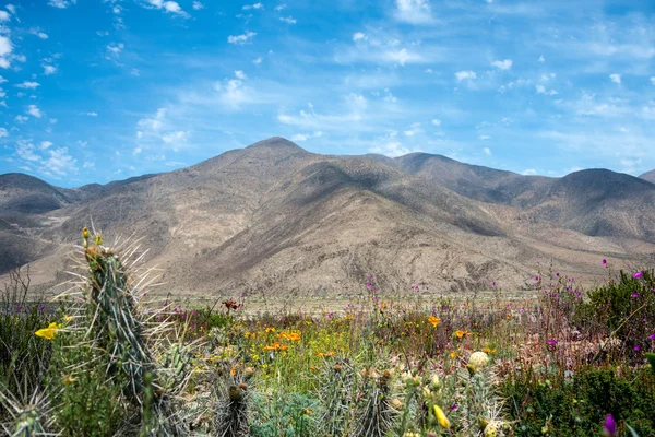 Desierto floreciente en el Atacama chileno — Foto de Stock