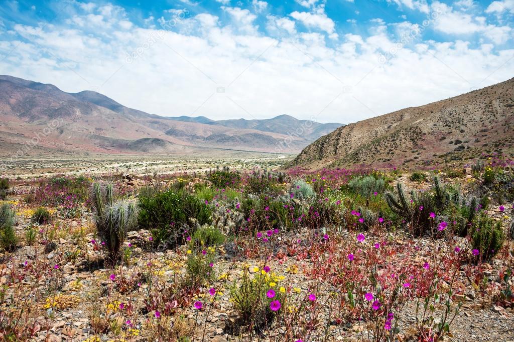 Flowering desert  in the Chilean Atacama