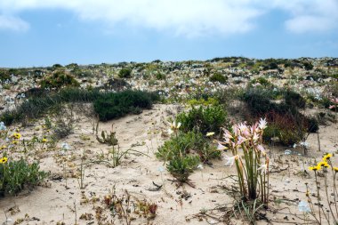 Atacama Çölü, Şili'deki Ananuca çiçek