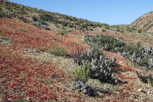 Flowering desert Chilean Atacama — Stock Photo, Image