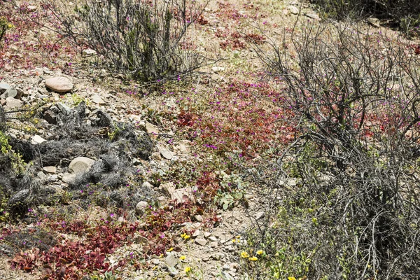 Deserto fiorito Atacama cileno — Foto Stock