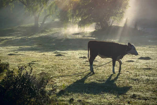 Klassische Ansicht Landschaft in Maldonado Department von Uruguay — Stockfoto