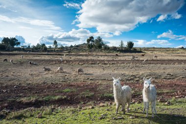 llamas are front of Terraced Inca fields clipart