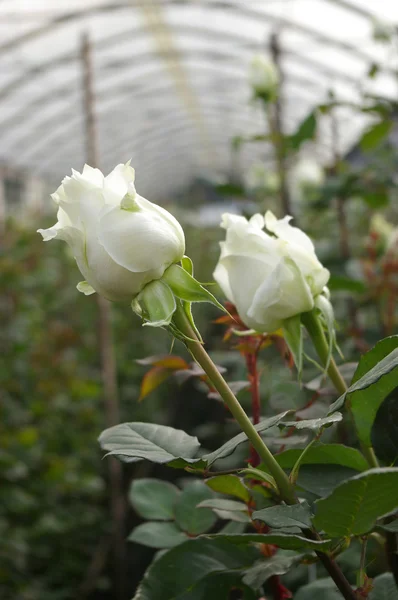 Colheita de rosas, plantação em Equador — Fotografia de Stock