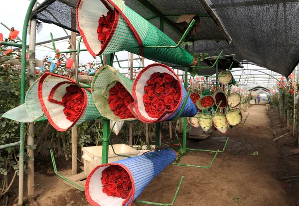 Rózsák harvest, ültetvény, Ecuador — Stock Fotó