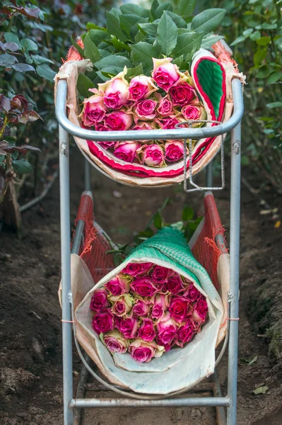 Roses Harvest, plantation in Ecuador