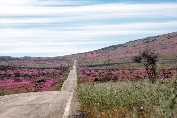 Road through the Flowering desert Atacama — Stock Photo, Image