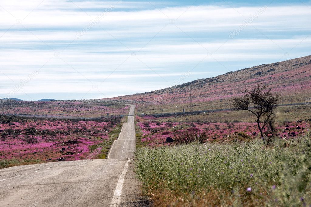 Road through the Flowering desert Atacama