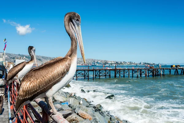 Pelicano no mercado de peixes de Valparaíso, Chile — Fotografia de Stock