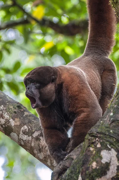 Woolly (chorongo) monkey in the Amazonia of Ecuador — Stock Photo, Image