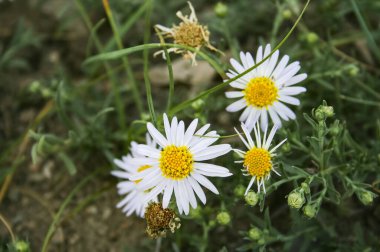 Tıbbî orman papatyası. Çiçekler yakın plan. Vahşi bitki.