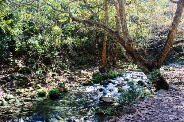 Linda imagem de um pequeno riacho em uma floresta verde exuberante banco de  imagens
