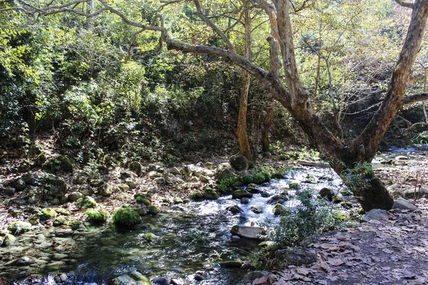 Linda imagem de um pequeno riacho em uma floresta verde exuberante banco de  imagens