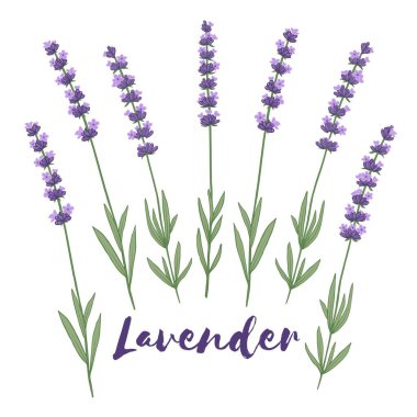 Lavanta çiçeği elementleri. Botanik el çizimi vektör çizimi