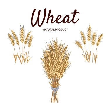 Beyaz arka planda izole edilmiş bir çift buğday kulağı. Vektör illüstrasyonu