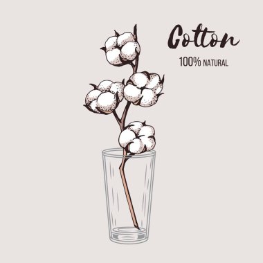 Cam bir vazodaki pamuk dalının güzel el çizimi illüstrasyonuName.