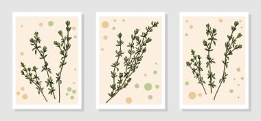 El çizimi kekik bitkisi. Poster arka planında yapraklar var. Baharatlı baharat eskizi. Vektör illüstrasyonu.