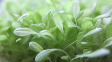 Watering seedlings or micro-greenery. Vegan and healthy eating concept