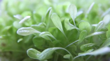 Watering seedlings or micro-greenery. Vegan and healthy eating concept