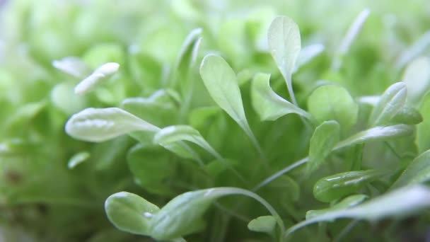Watering Seedlings Micro Greenery Vegan Healthy Eating Concept — ストック動画