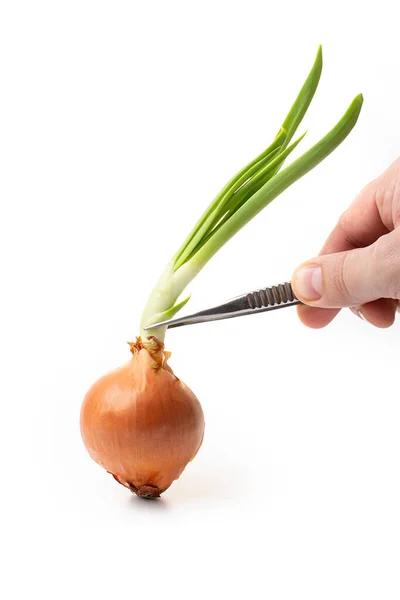 Pinzas Mano Masculinas Con Cabeza Cebolla Germinada Con Hojas Verdes — Foto de Stock