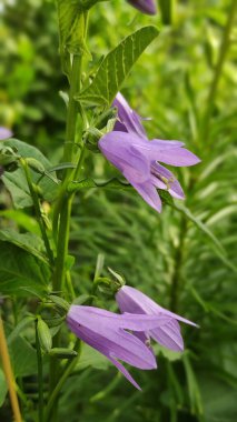 Doğal yeşil arkaplan üzerinde Otran alan çanının (Campanula) dalına yakın plan.