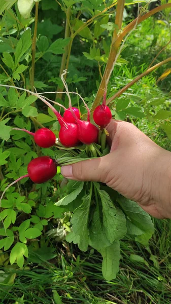 Kilka Świeżych Różowych Rzodkiewek Sałatki Ręce Kobiety Naturalnym Tle Warzywnym — Zdjęcie stockowe