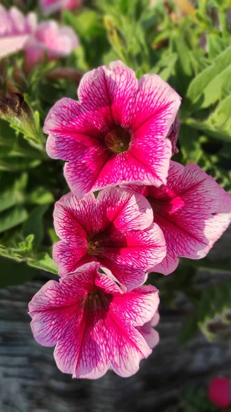 Bouquet Pink Petunias Close Natural Background Garden — Stock Photo, Image