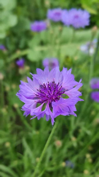 Aciano Azul Centaurea Cyanus Sobre Fondo Vegetal Verde Natural Jardín — Foto de Stock