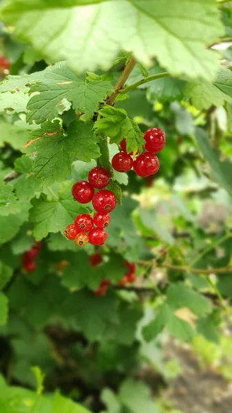 Brin Groseille Rouge Avec Des Feuilles Sur Fond Vert Naturel — Photo