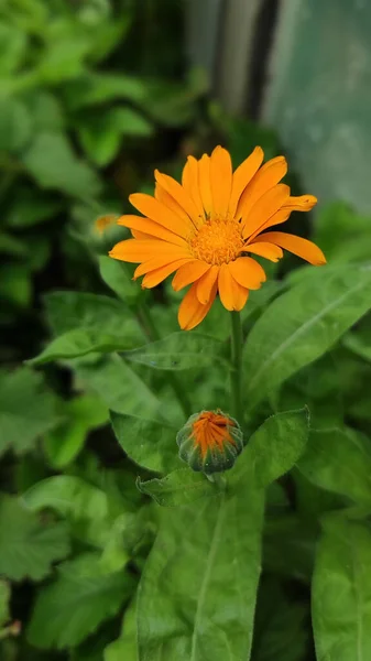 Flor Naranja Caléndula Farmacia Floreciendo Sobre Fondo Verde Natural Jardín —  Fotos de Stock