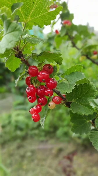 Gałązka Czerwonej Porzeczki Liśćmi Naturalnym Zielonym Tle Krzew Ogrodzie — Zdjęcie stockowe