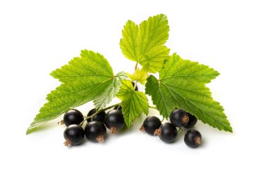 Beyaz arka planda taze kuşüzümü ve yeşil yapraklı bir dal..