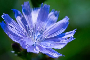 Bahçede ya da tarlada doğal yeşil bir sebze arka planında bulunan mavi çiçek (Centaurea siyanus). Kartpostallar için arka plan. Sancak. Telefonunuz için duvar kağıdı veya ekran koruyucusu.