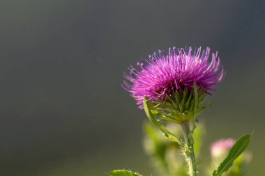 Pink prickly thistle flower (Carduus) on a natural natural background. The poster. clipart