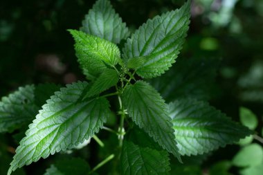 Bahçede ya da tarlada yeşil yapraklı, yanan bir ısırgan otu çalısı..