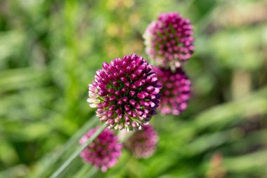 Çiçek açan mor yuvarlak başlı soğan (dekoratif soğan - Allium sphaerocephalon) bahçede doğal yeşil arka planda.