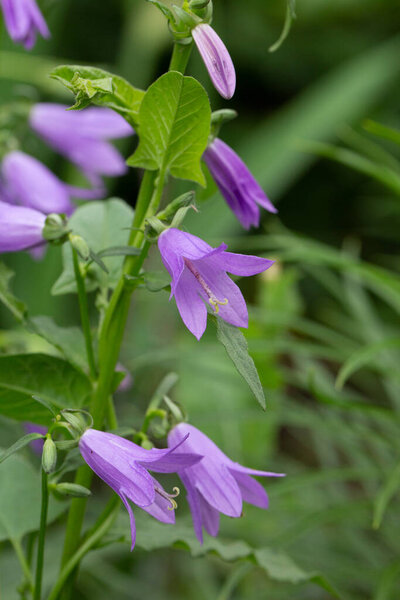 Close-up of the branch of the Otran field bell (Campanula) on a natural green background.