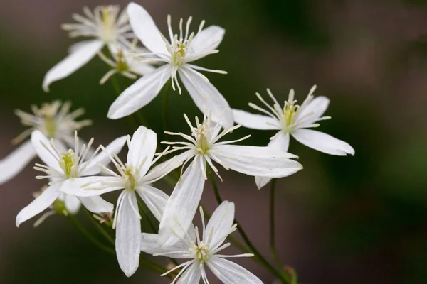 Small White Fragrant Flowers Clematis Recta Clematis Flammula Clematis Manchurian — Stock Photo, Image