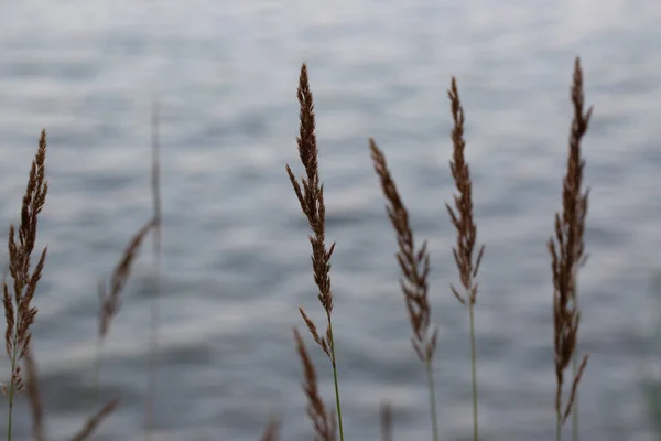 Dry Reed Lake Reed Layer Reed Seeds Golden Reed Grass — Stock Photo, Image