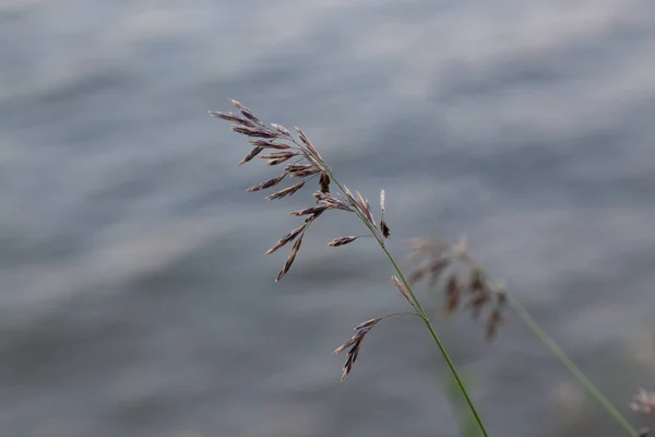 Roseau Sec Sur Lac Couche Roseau Graines Roseau Herbe Roseau — Photo