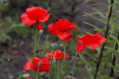 Bahçede açan kırmızı gelincik