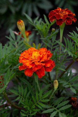 Bahçede doğal yeşil bir arka planda kadife çiçekleri (Tagetes) veya Türk karanfilleri.